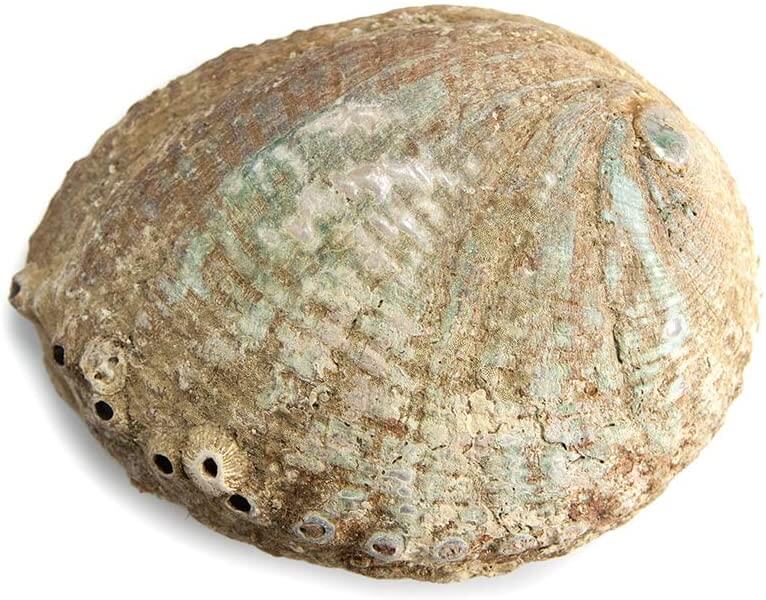 Abalone Sea Shell - Enhance your rituals with the versatile beauty of the Abalone Sea Shell.