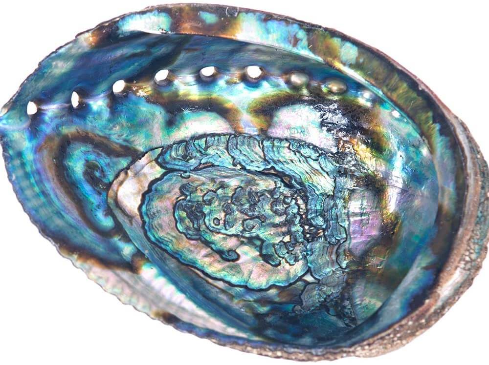 Ethereal Beauty Abalone Sea Shell - Experience the iridescence of our 5-inch Abalone Shell.