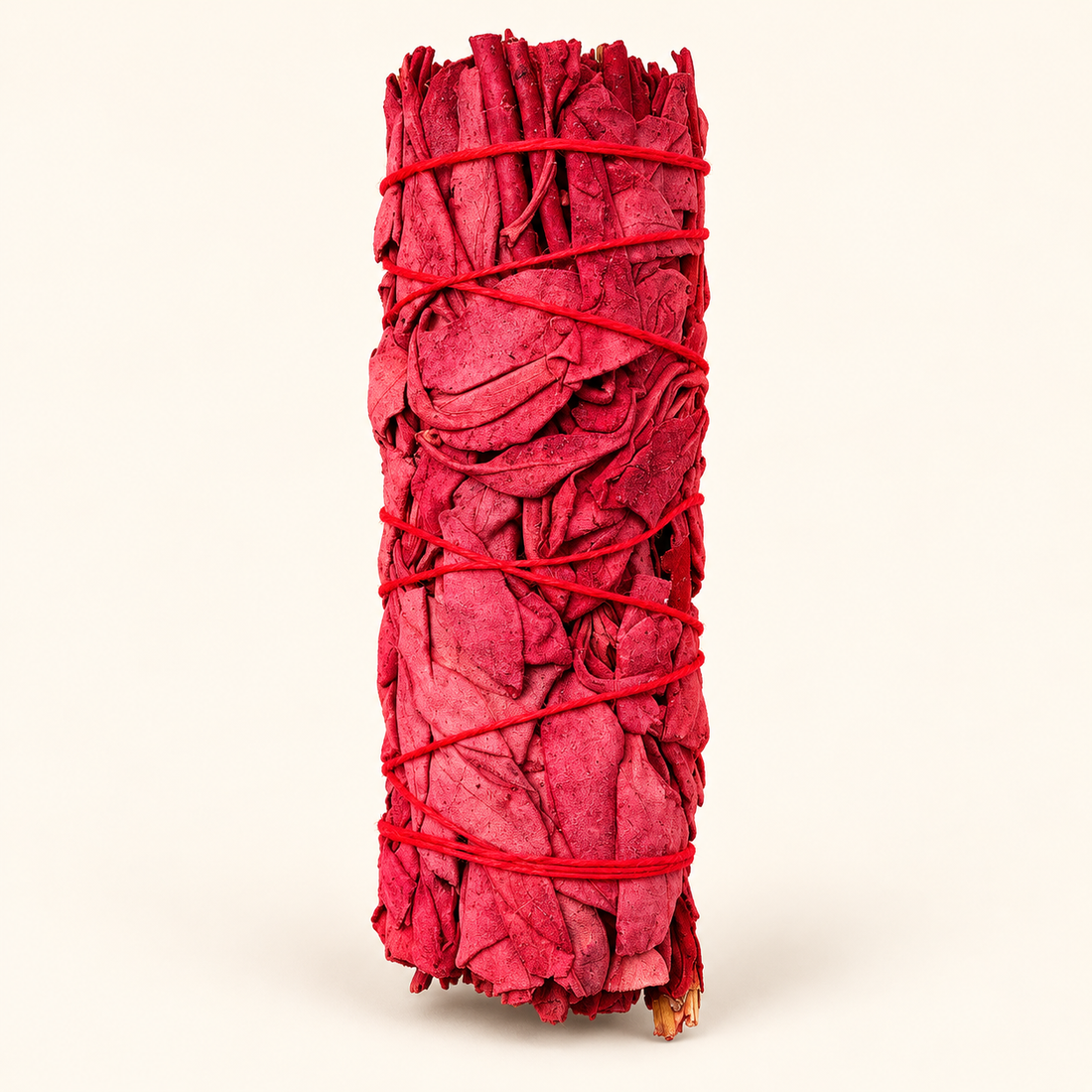 Dragons Blood Sage Smudge Stick 4 inch isolated on a soft warm ivory background