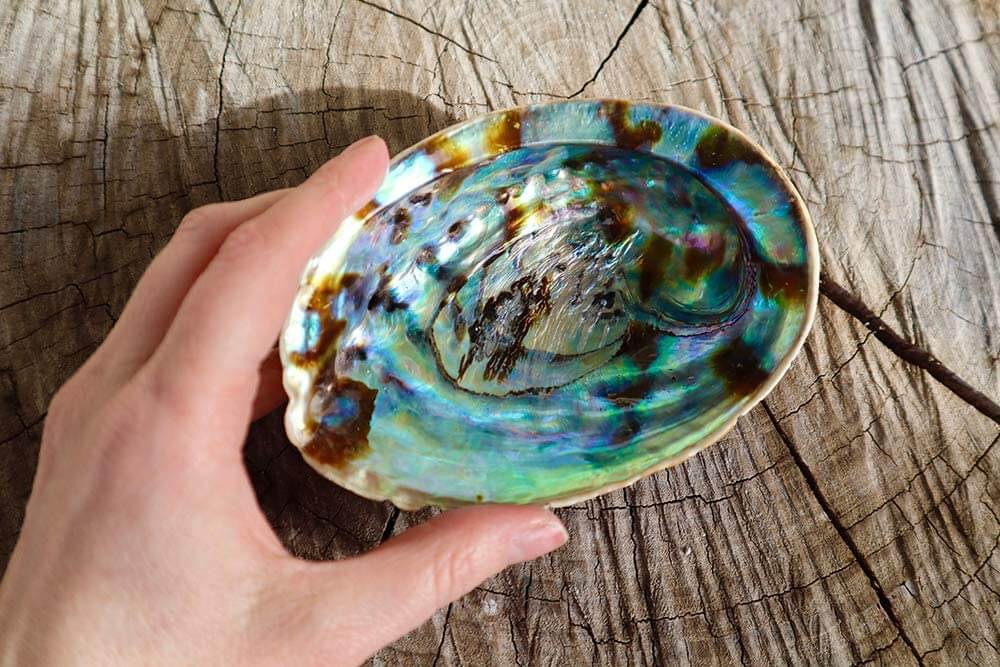 Ethereal Beauty Abalone Sea Shell - Experience the iridescence of our 5-inch Abalone Shell.