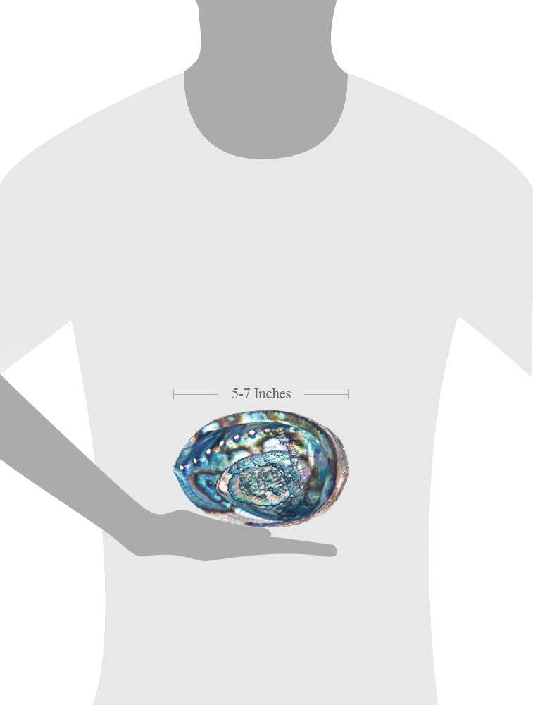 Abalone Sea Shell - Infuse your space with the calming energies of our Abalone Shell.