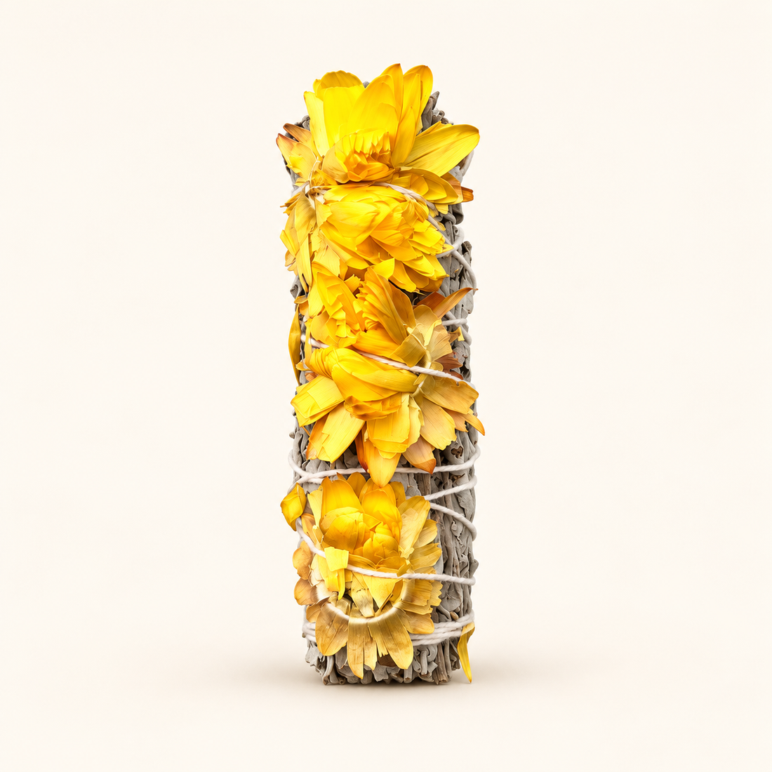 Sunflower Native White Sage Smudge Stick 4 inch isolated on a soft warm ivory background